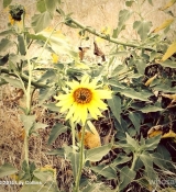 2014-06-03_13_44_38_734790525180229944_666908117.jpg