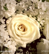 2015-04-01_12_33_13_953636853786917434_666908117.jpg